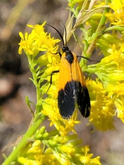 Lycomorpha pholus