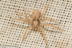 Pulchellodromus