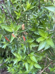Anisacanthus quadrifidus