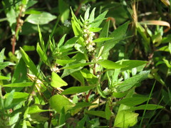 Parietaria judaica