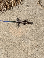 Plestiodon