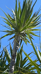 Yucca gigantea
