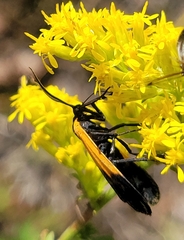 Lycomorpha pholus