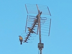 Pitangus sulphuratus