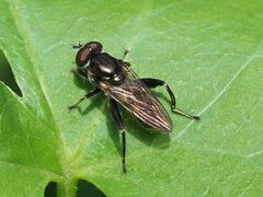 Chalcosyrphus nemorum