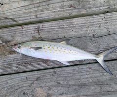 Scomberomorus maculatus