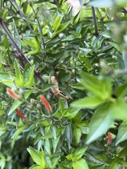 Anisacanthus quadrifidus