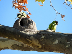 Aratinga nenday
