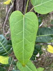 Leichhardtia rostrata