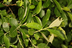 Salix atrocinerea