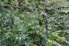 Amelanchier