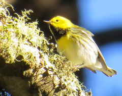 Setophaga townsendi × occidentalis
