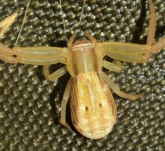 Runcinia grammica