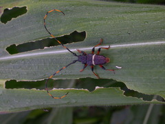 Trachyderes succinctus