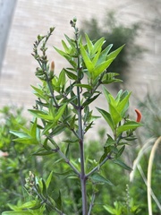 Anisacanthus quadrifidus