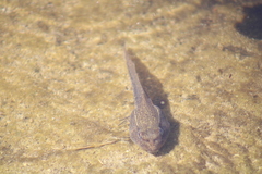 Lithobates montezumae