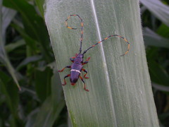 Trachyderes succinctus