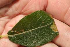 Caloptilia stigmatella