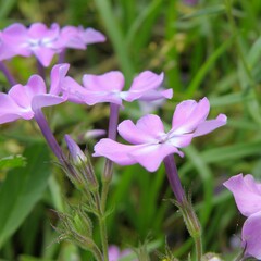 Phlox