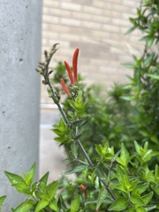 Anisacanthus quadrifidus