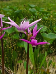 Dodecatheon