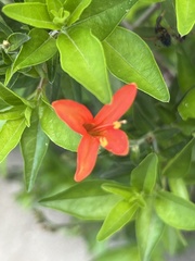 Anisacanthus quadrifidus