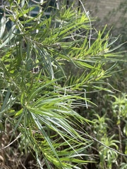 Chilopsis linearis