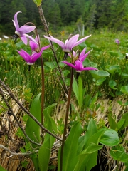 Dodecatheon