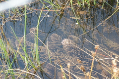 Hippuris vulgaris