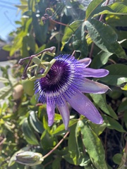 Passiflora × kewensis