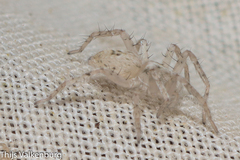 Anyphaena