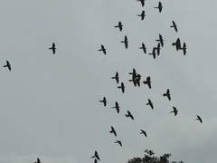 Aratinga nenday