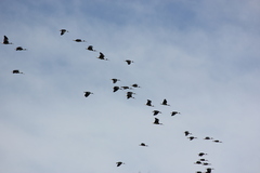 Threskiornis spinicollis