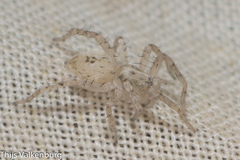 Anyphaena