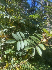 Sorbus americana