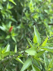 Leptoglossus phyllopus