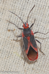 Caenocoris nerii