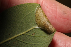 Caloptilia stigmatella