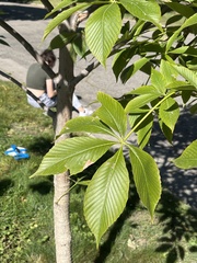 Aesculus glabra