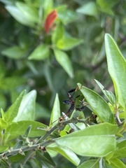 Leptoglossus phyllopus