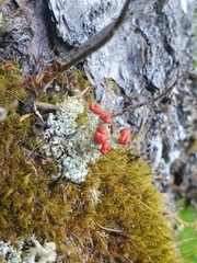 Cladonia bellidiflora