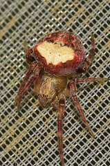 Araneus triguttatus