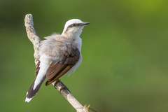 Fluvicola nengeta