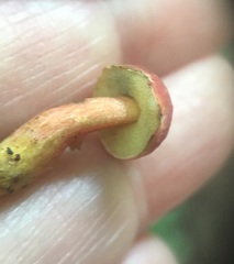 Lanmaoa pseudosensibilis