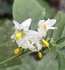 Solanum furcatum