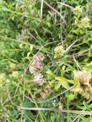 Sideritis hyssopifolia