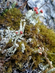 Cladonia bellidiflora