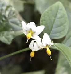 Solanum furcatum