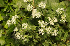 Oenanthe crocata
