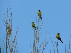 Aratinga nenday